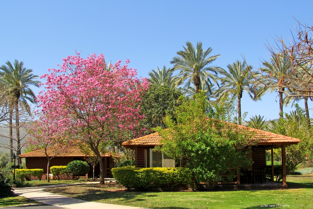 הסוויטות הזוגיות